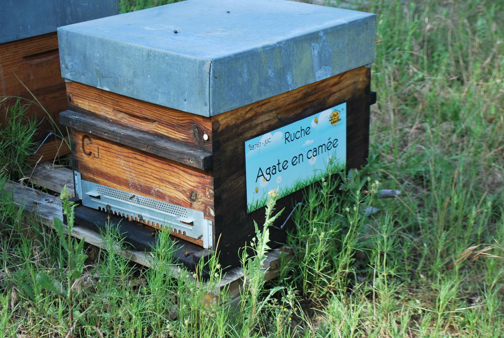 La ruche Agate en camée