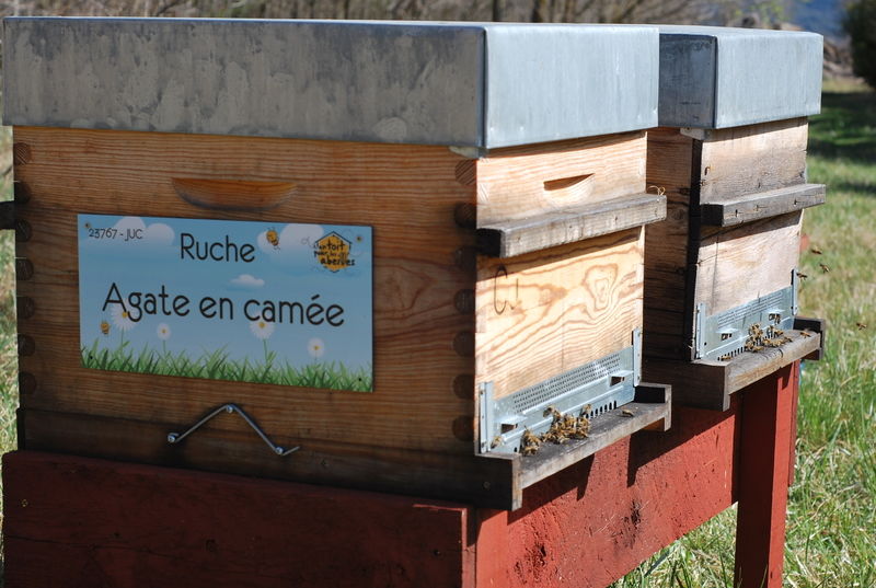 La ruche Agate en camée