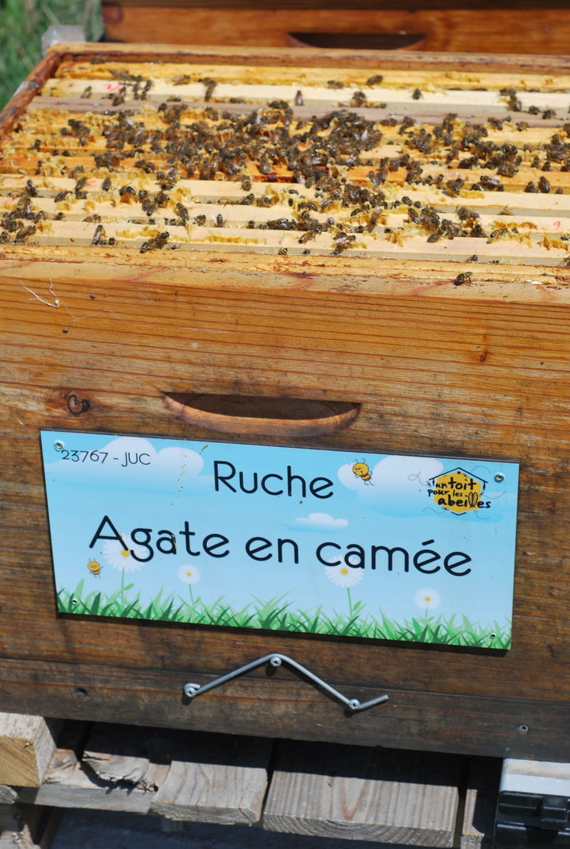 La ruche Agate en camée