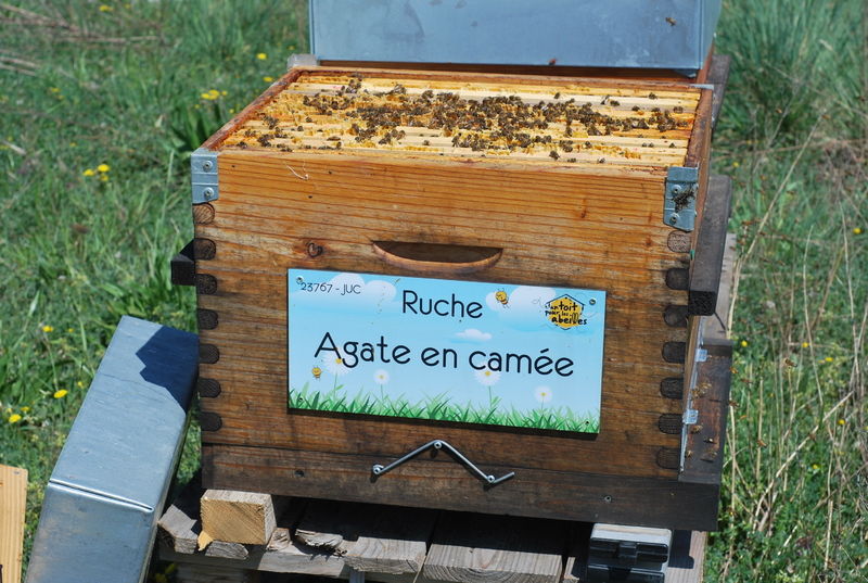 La ruche Agate en camée