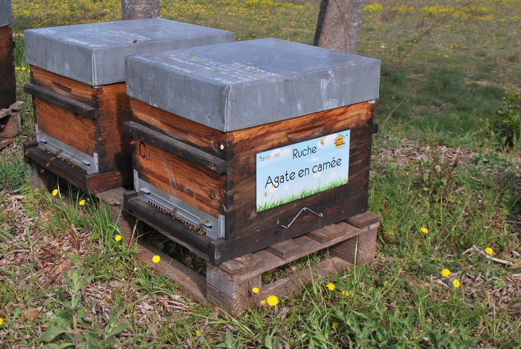 La ruche Agate en camée