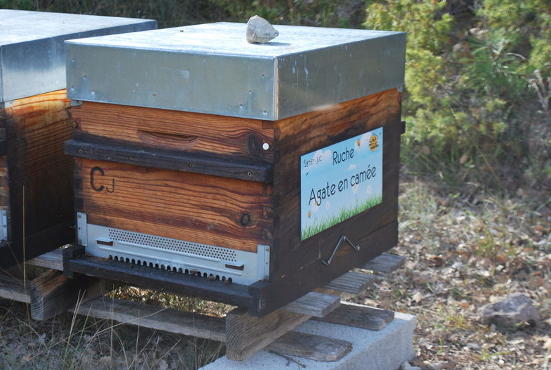 La ruche Agate en camée
