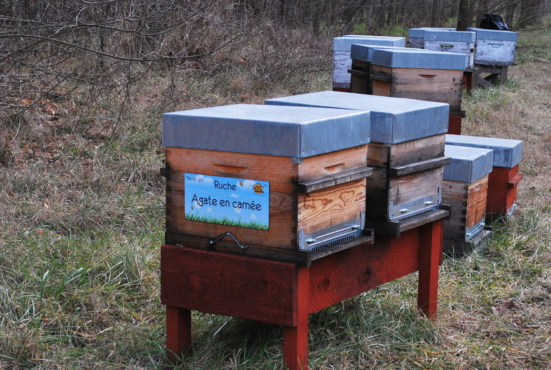 La ruche Agate en camée