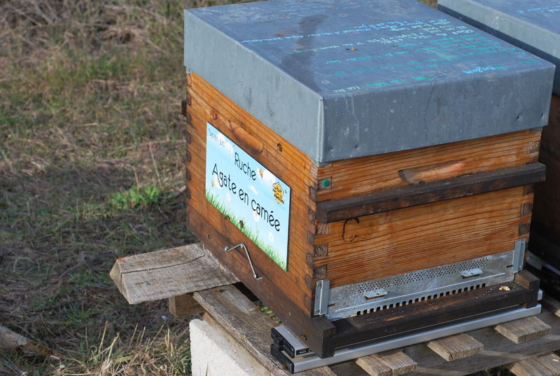 La ruche Agate en camée