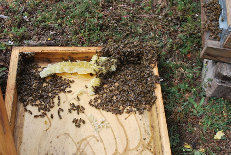 La ruche Agate en camée
