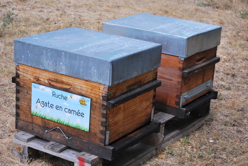La ruche Agate en camée