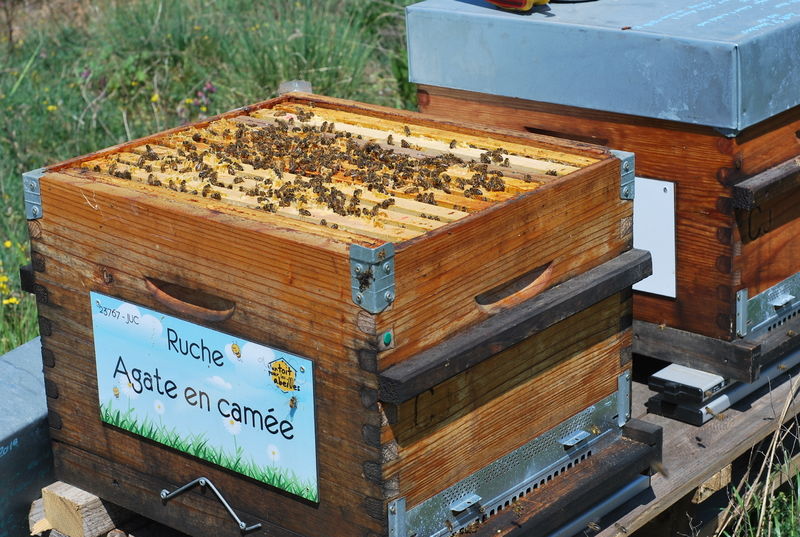 La ruche Agate en camée