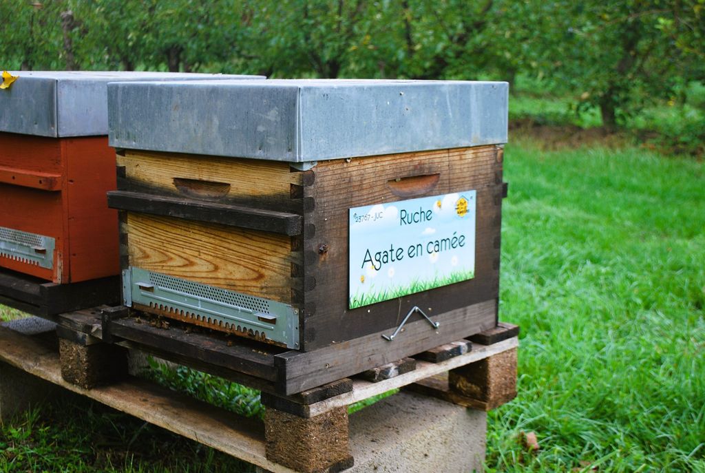 La ruche Agate en camée