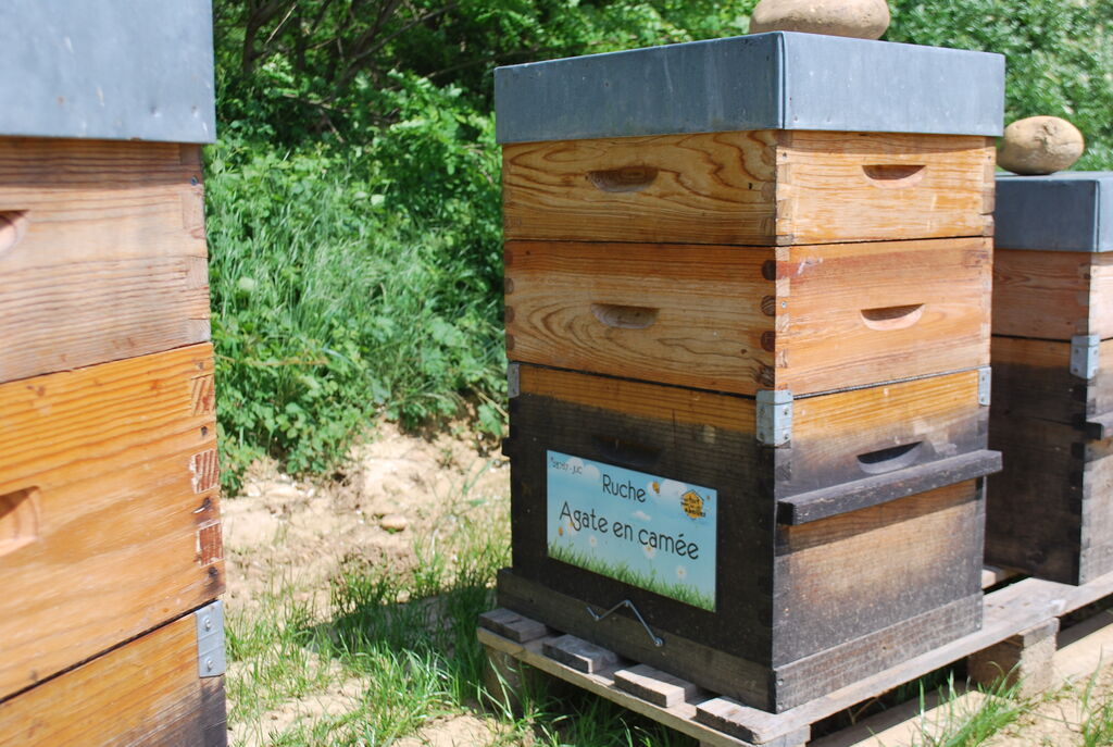 La ruche Agate en camée
