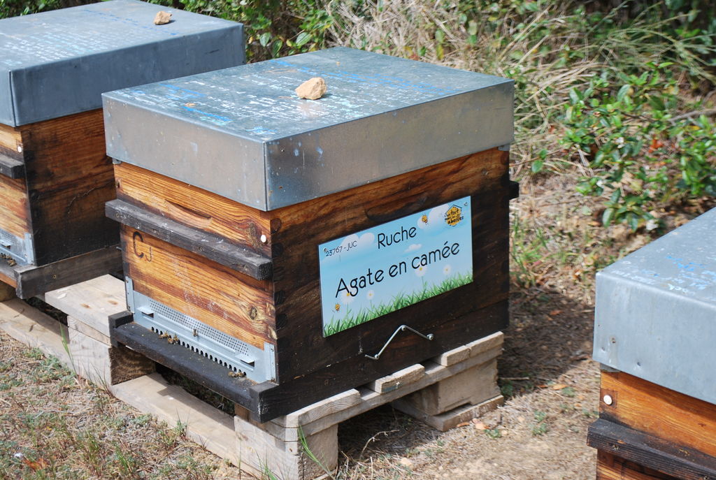 La ruche Agate en camée
