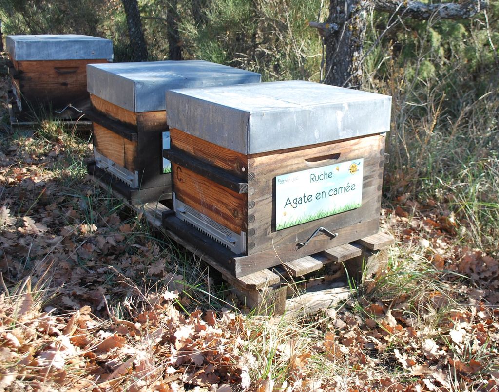 La ruche Agate en camée