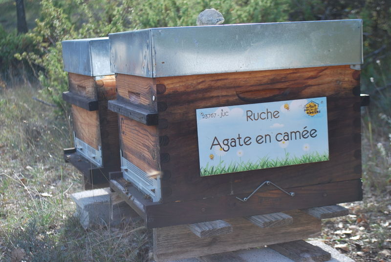 La ruche Agate en camée
