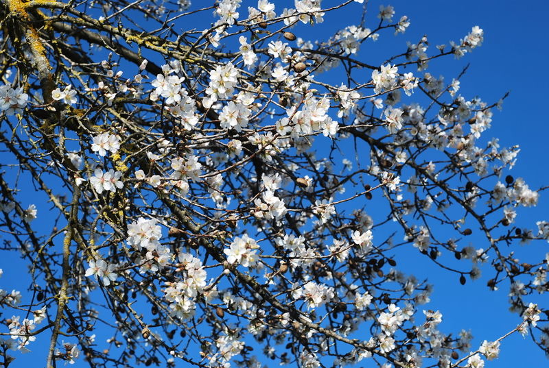La ruche Agate en camée