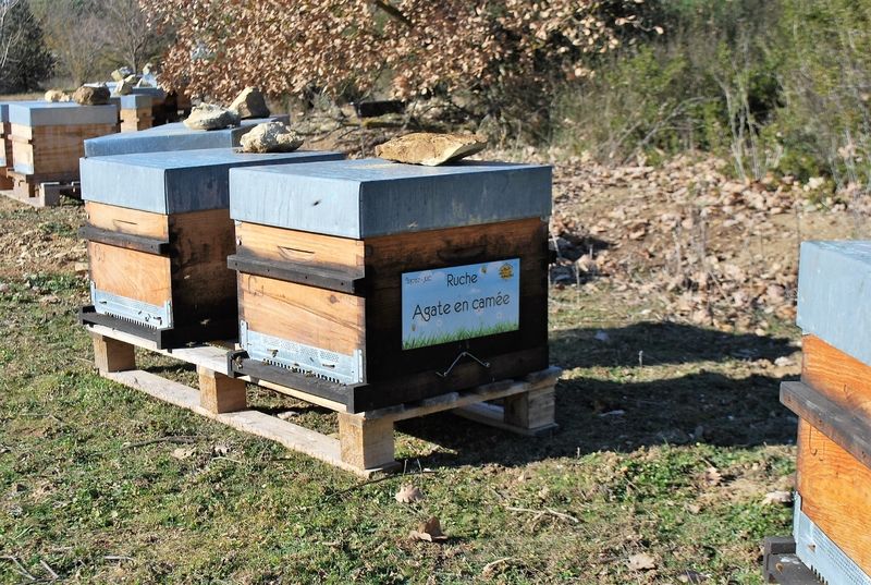 La ruche Agate en camée