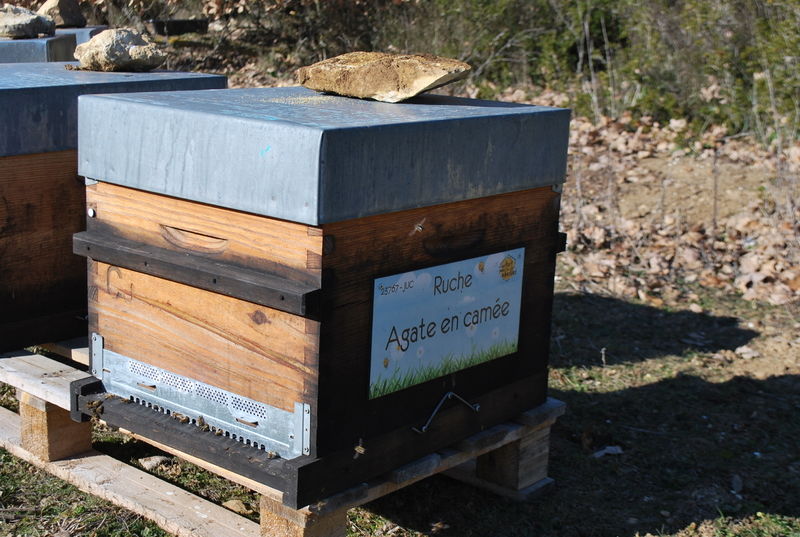 La ruche Agate en camée