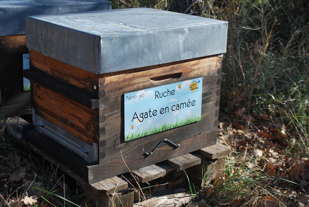 La ruche Agate en camée