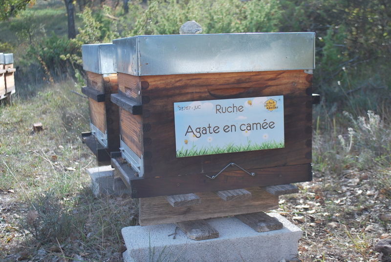 La ruche Agate en camée