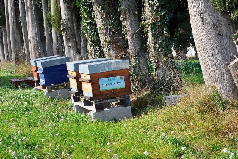 La ruche Agate en camée