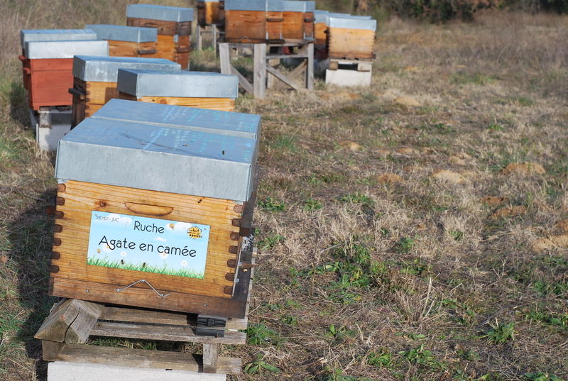 La ruche Agate en camée