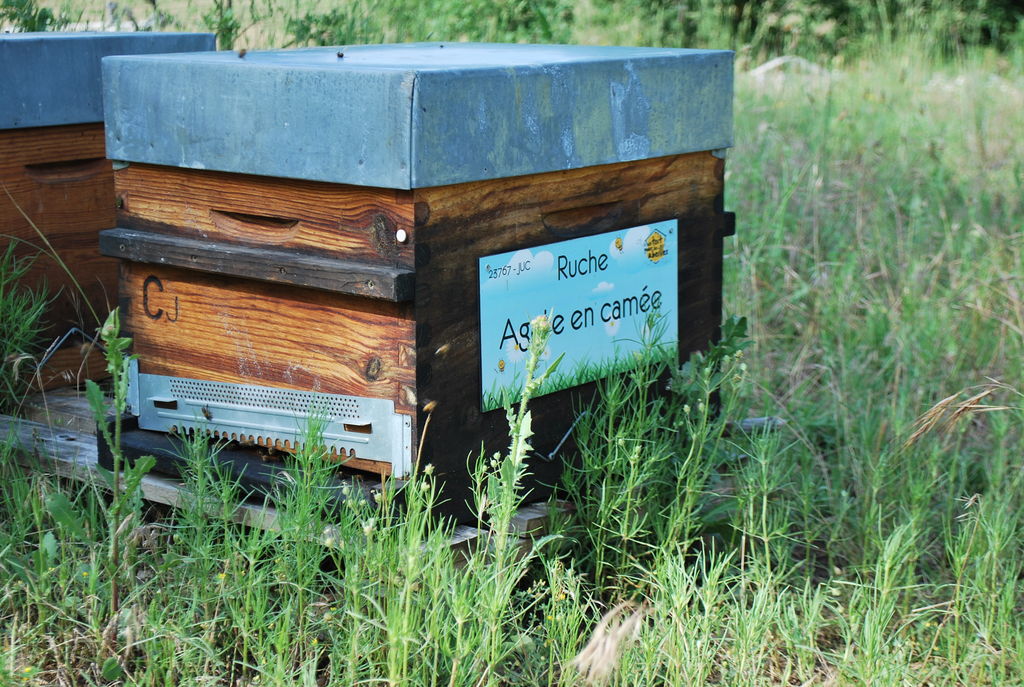 La ruche Agate en camée