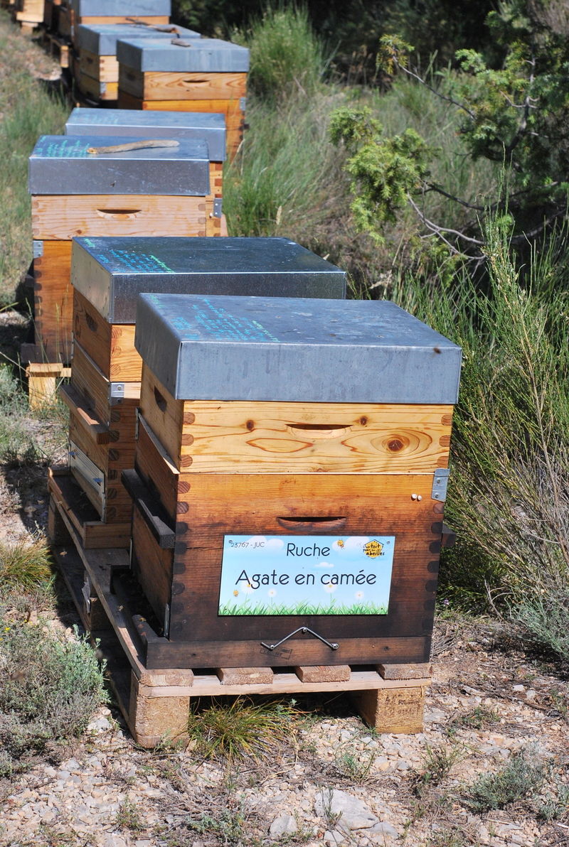 La ruche Agate en camée