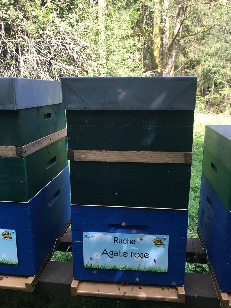 La ruche Agate rose