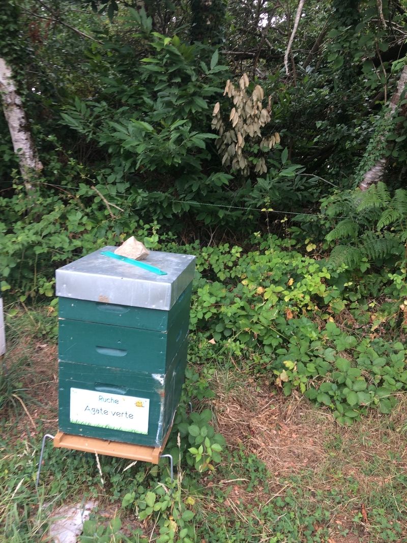 La ruche Agate verte