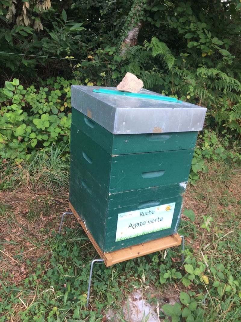 La ruche Agate verte
