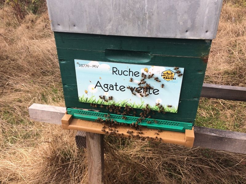 La ruche Agate verte