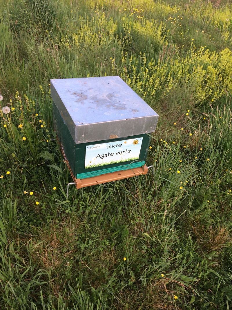 La ruche Agate verte
