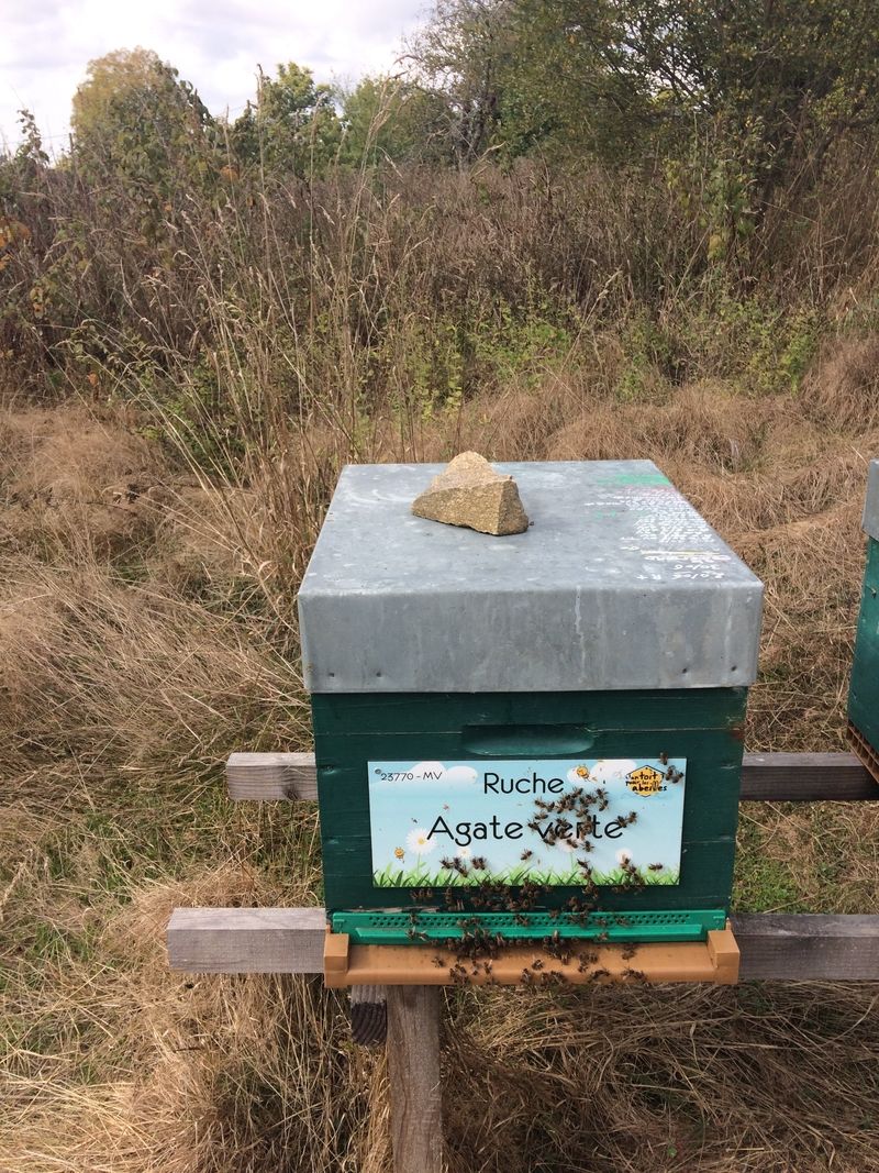 La ruche Agate verte