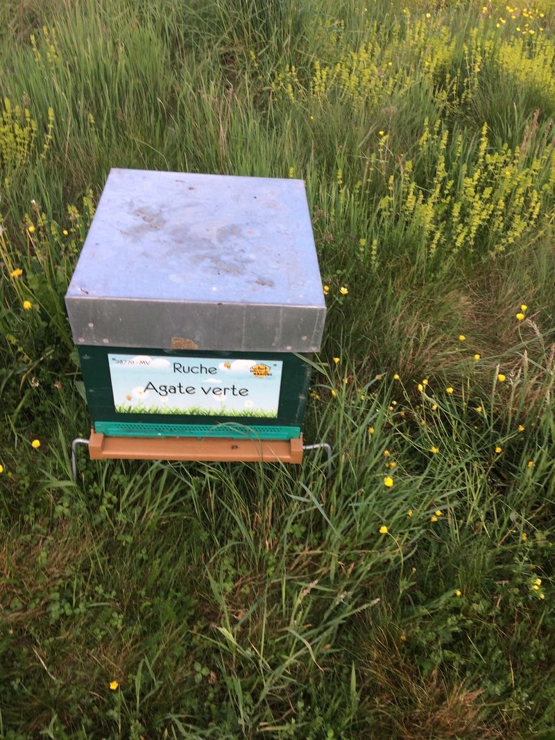 La ruche Agate verte