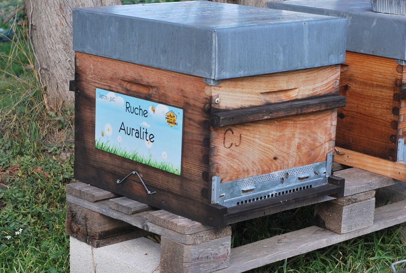 La ruche Auralite