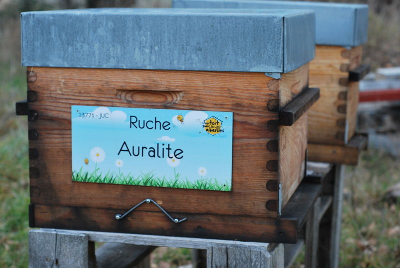 La ruche Auralite
