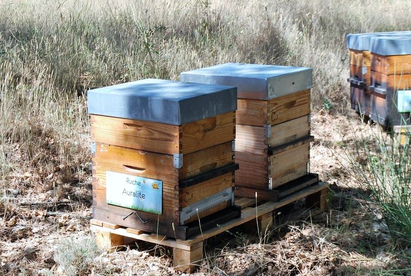 La ruche Auralite