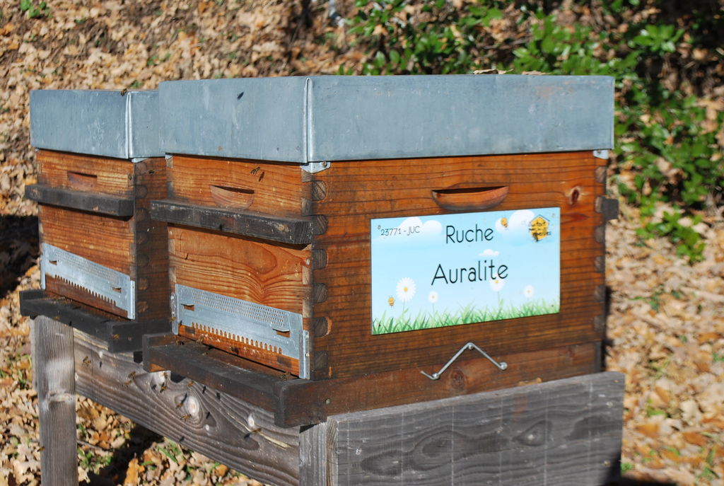 La ruche Auralite