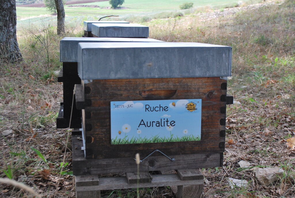 La ruche Auralite
