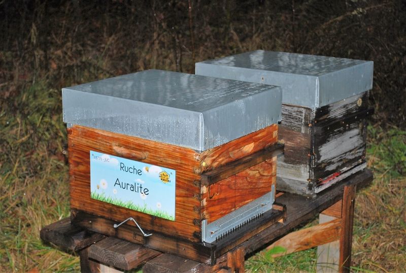 La ruche Auralite