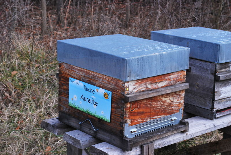 La ruche Auralite