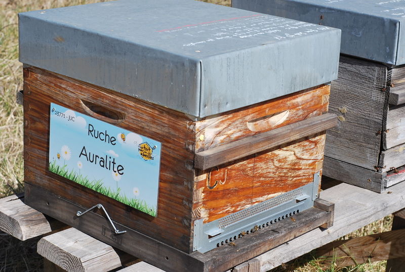 La ruche Auralite