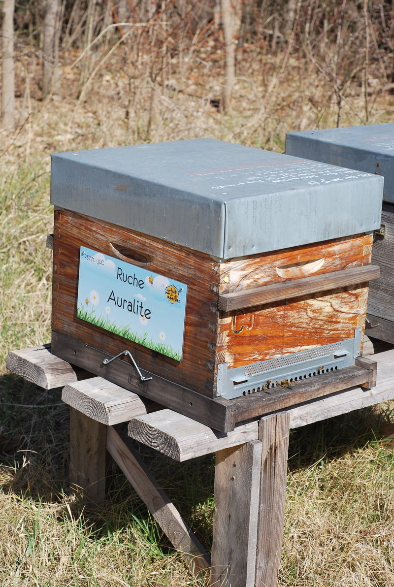 La ruche Auralite