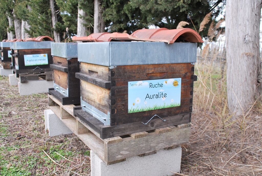 La ruche Auralite