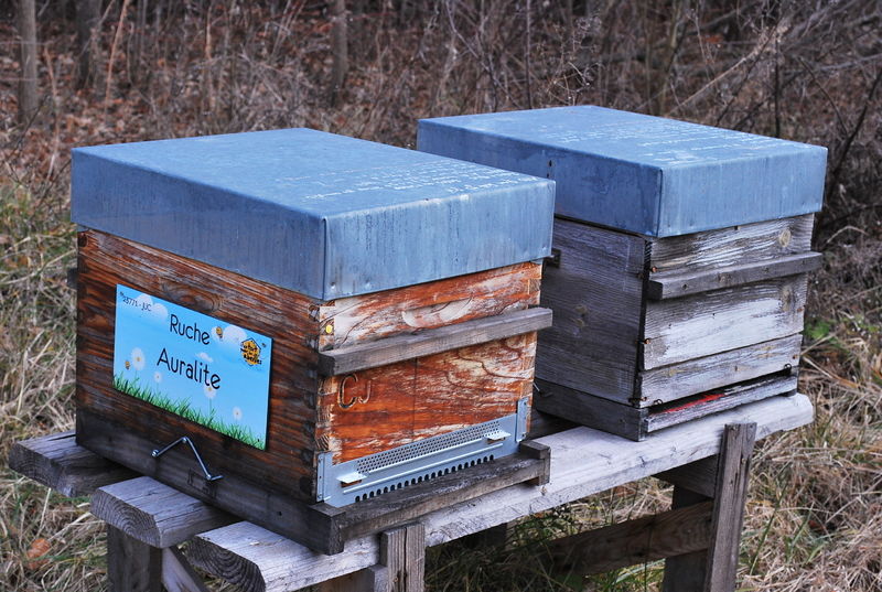 La ruche Auralite