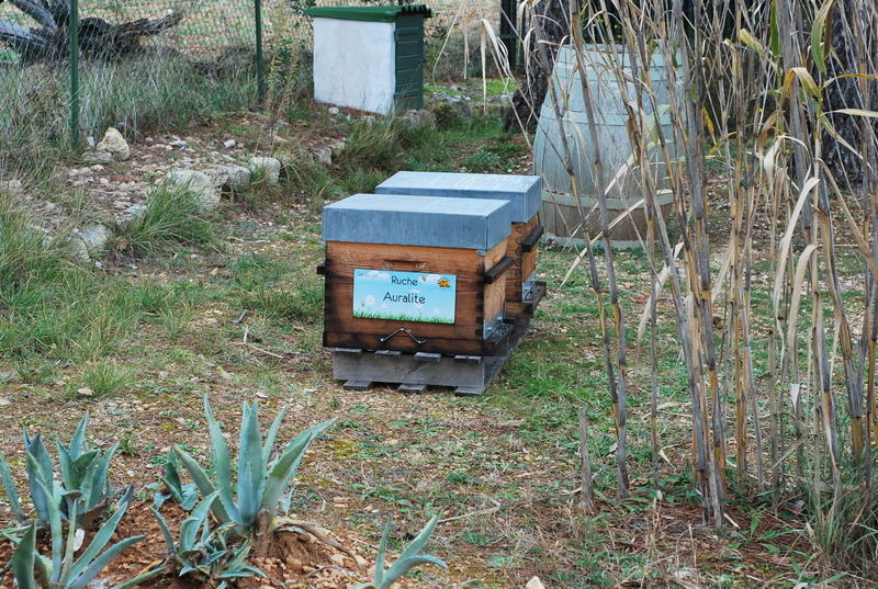La ruche Auralite