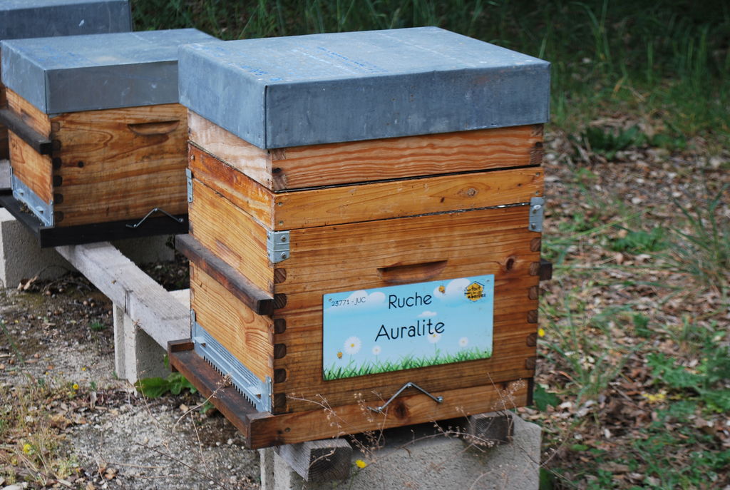 La ruche Auralite