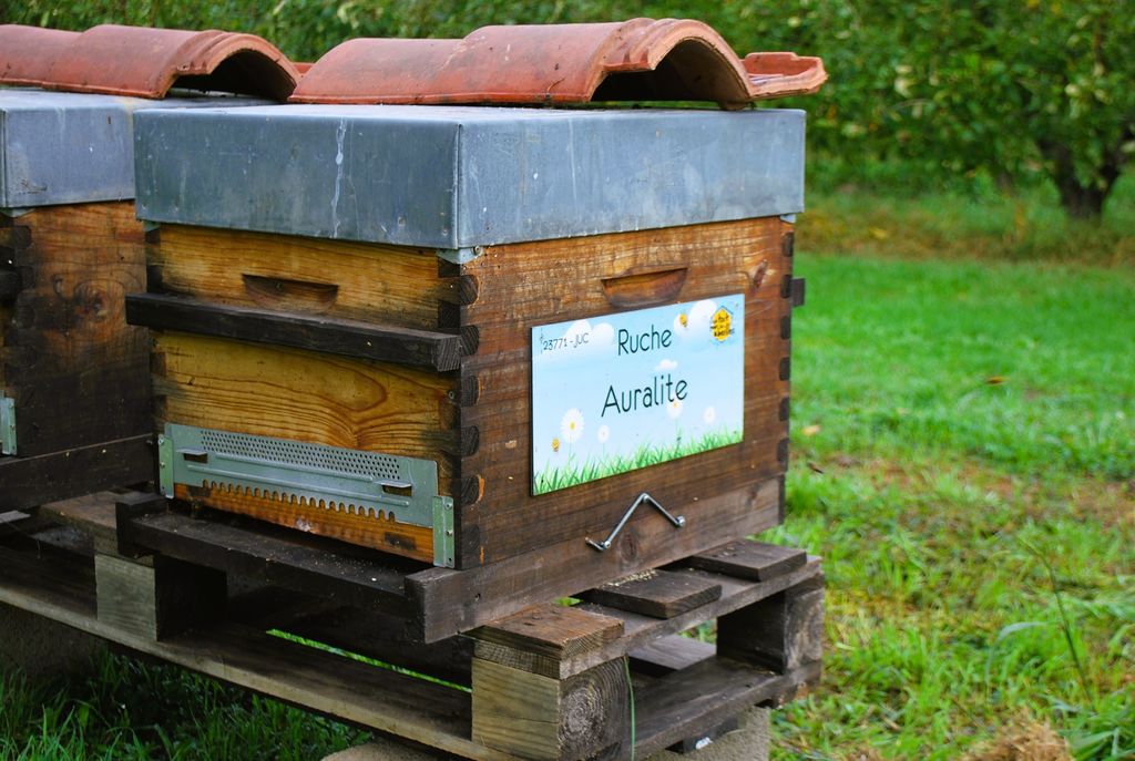 La ruche Auralite