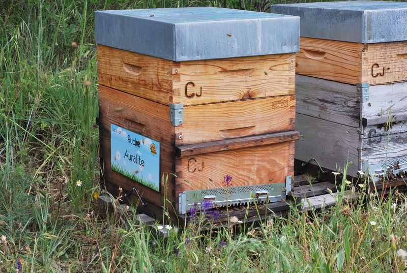 La ruche Auralite