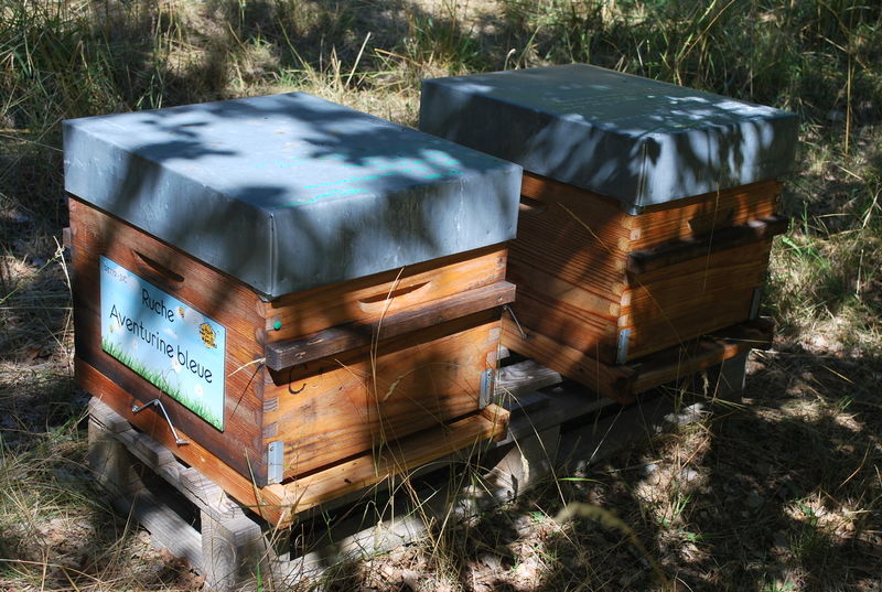 La ruche Aventurine bleue