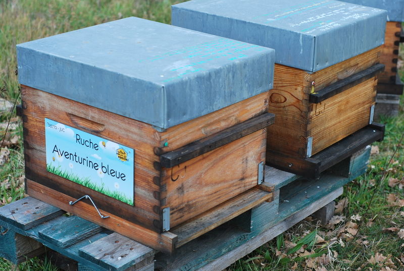 La ruche Aventurine bleue