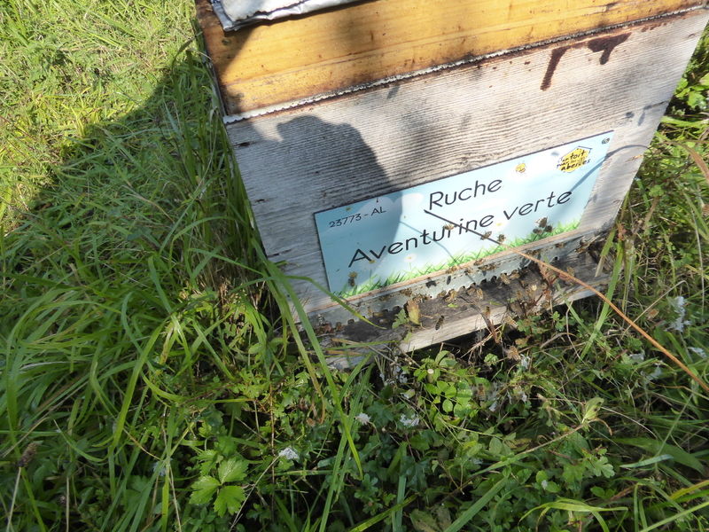La ruche Aventurine verte